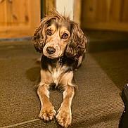 Georgie is registered to the contest to win money with this photo: dog, pet, carpet, step, indoor, brown, fur, animal, cute, portrait, canine, looking, ears, collar, home, wood, floor, paw, expression, cozy