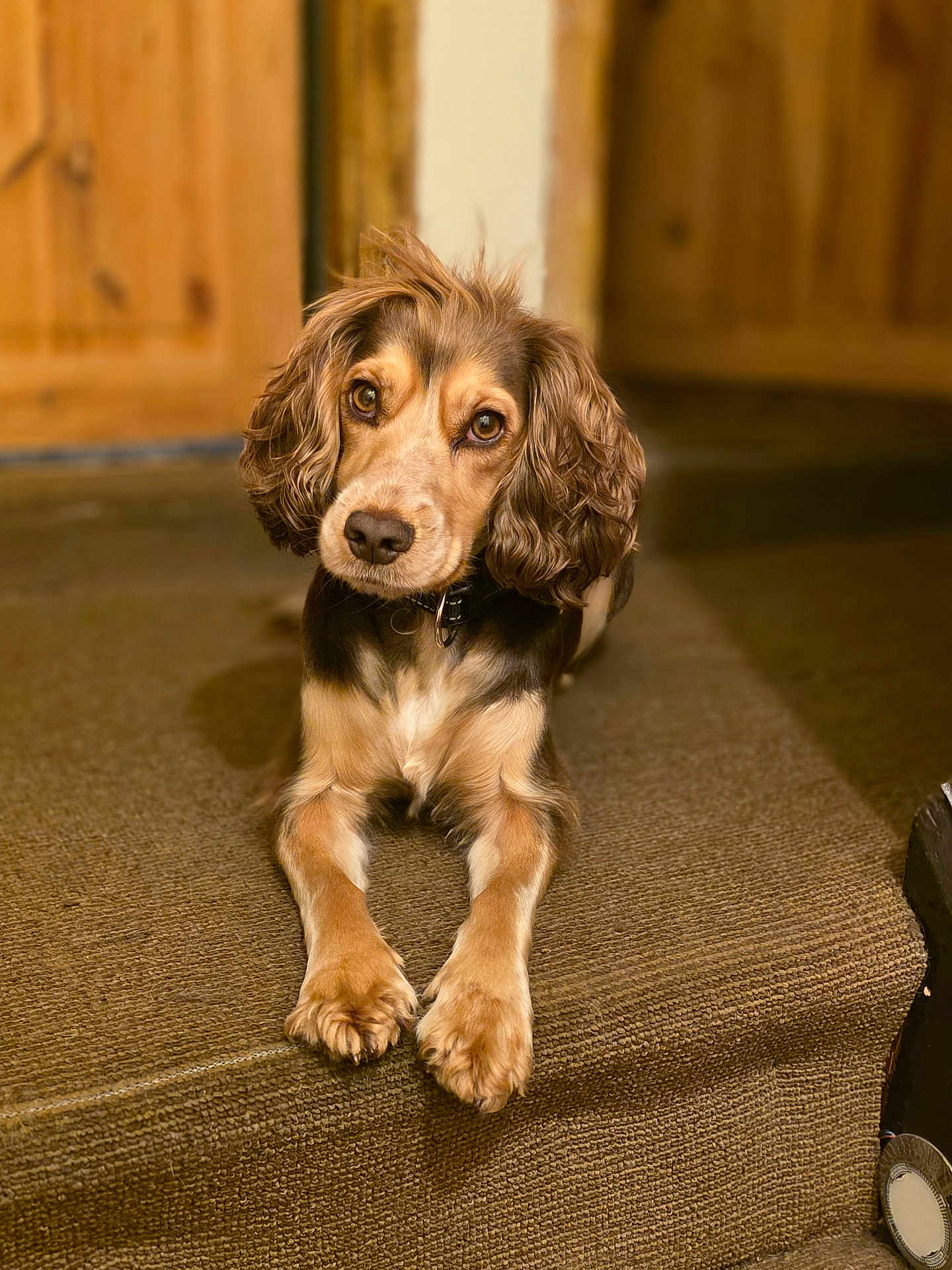 Georgie is registered to the contest to win money with this photo: dog, pet, carpet, step, indoor, brown, fur, animal, cute, portrait, canine, looking, ears, collar, home, wood, floor, paw, expression, cozy