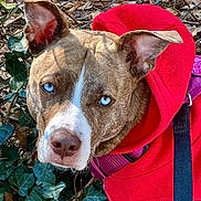 Wickie joined the competition — help win amazing prizes! animal, blue_eyes, brown_fur, canine, close_up, daylight, dog, ears, fence, ivy, leaves, nature, nose, outdoor, pet, portrait, purple_harness, red_hoodie, whiskers, white_markings