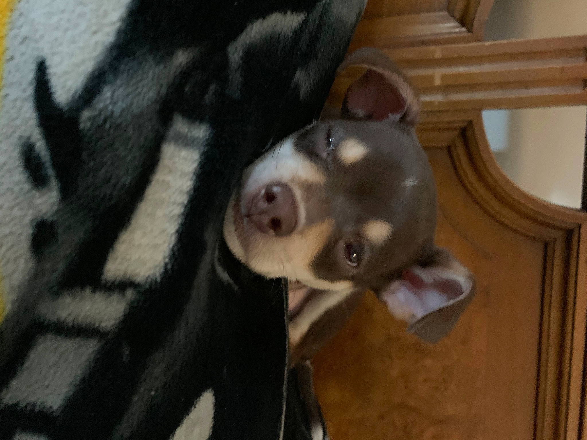 Bear is registered to the contest to win money with this photo: canidae, carnivore, companion_dog, dog, dog_breed, fawn, fur, guard_dog, non_sporting_group, snout, sporting_group, tail, terrestrial_animal, toy, whiskers, wood, working_animal