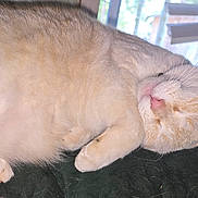 Winter Lily is registered to the contest to win money with this photo: cat, sleeping, fur, pet, indoor, closeup, animal, whiskers, pink_nose, paw, relaxation, cozy, resting, cute, fluffy, domestic_cat, window, blind, light, home