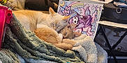 Winter Lily is registered to the contest to win money with this photo: animal, blanket, book, cartoon, cat, colorful, comfort, cozy, cute, feline, fur, household, indoor, pets, pile, relaxation, resting, sleeping, soft, table