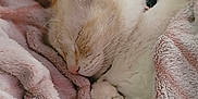 Winter Lily is registered to the contest to win money with this photo: cat, sleeping, blanket, cozy, fur, pet, indoor, rest, cute, whiskers, nap, soft, relaxation, domestic, animal, comfort, pink, warm, fur_paw, peaceful