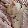 cat, sleeping, blanket, cozy, fur, pet, indoor, rest, cute, whiskers, nap, soft, relaxation, domestic, animal, comfort, pink, warm, fur_paw, peaceful