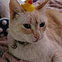 Winter Lily is registered to the contest to win money with this photo: cat, animal, pet, rubber_duck, toy, blanket, indoor, fur, whiskers, ears, collar, relaxed, cute, closeup, mammal, feline, domestic_animal, soft_texture, resting, playful