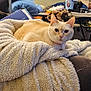 Winter Lily joined the competition — help win amazing prizes! bell, blanket, cat, clutter, collar, couch, cozy, cream_colored, domestic_animal, fluffy, fur, furniture, household, indoor, living_room, pet, relaxed, resting, table, wooden_floor