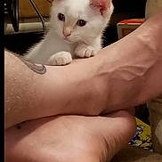 Winter Lily is registered to the contest to win money with this photo: animal, bare_feet, carpet, cat, closeup, curious, cute, domestic_animal, feline, floor, human_feet, indoor, kitten, paw, pet, resting, skin, tattoo, white_cat, young