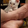 animal, bare_feet, carpet, cat, closeup, curious, cute, domestic_animal, feline, floor, human_feet, indoor, kitten, paw, pet, resting, skin, tattoo, white_cat, young