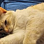 animal, blanket, cat, closeup, comfort, cozy, cream_colored, cute, ears, feline, fur, indoor, lounging, paw, pet, relaxed, resting, sleepy, soft_texture, whiskers