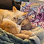 Winter Lily is registered to the contest to win money with this photo: animal, cat, cats, coloring_book, companion, cozy, cute, fluffy_blanket, furniture, illustration, indoor, paper, pets, relaxing, resting, sleeping, snuggling, soft_texture, table, warm