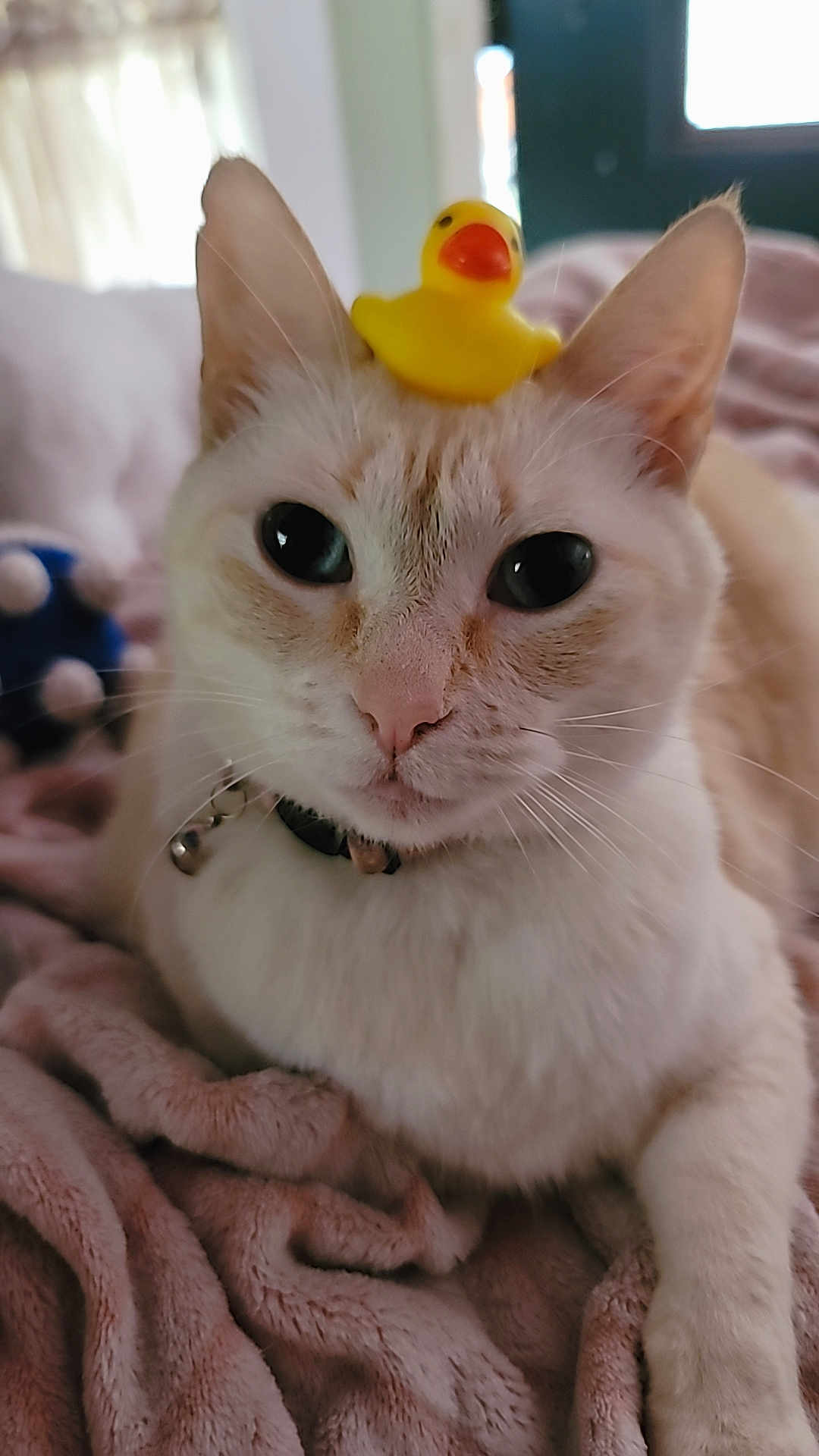 Winter Lily joined the competition — help win amazing prizes! cat, cream_colored, rubber_duck, toy, pink_blanket, indoor, pet, close_up, soft_texture, fur, whiskers, collar, cute, animal, domestic_cat, relaxed, lying_down, playful, face, ears