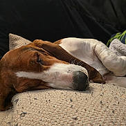 Karma Calliope is registered to the contest to win money with this photo: dog, sleeping, cushion, pillow, indoor, resting, brown, white, fur, pet, cozy, relaxed, home, comfort, closeup, snout, ears, paw, furniture, blanket