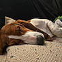 dog, sleeping, cushion, pillow, indoor, resting, brown, white, fur, pet, cozy, relaxed, home, comfort, closeup, snout, ears, paw, furniture, blanket