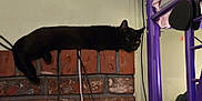 Nexus Nero Nox is registered to the contest to win money with this photo: black_cat, cat, brick_wall, indoor, lounging, pet, animal, purple_gym_equipment, cables, resting, feline, household, wall, side_view, quiet, curious, one_eye_open, relaxed, shadow, furniture