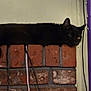 animal, black_cat, brick_wall, cables, cat, curious, feline, furniture, household, indoor, lounging, one_eye_open, pet, purple_gym_equipment, quiet, relaxed, resting, shadow, side_view, wall