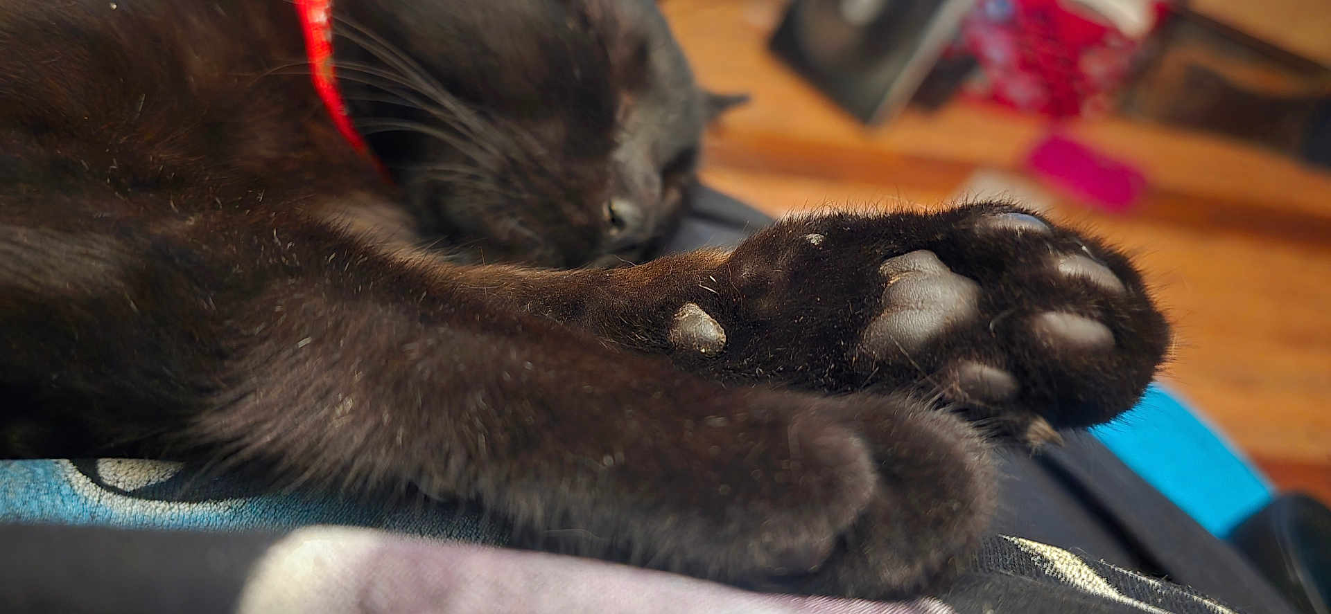 Nexus Nero Nox joined the competition — help win amazing prizes! black_cat, cat_paw, sleeping, close_up, indoor, fur, pet, animal, relaxation, cozy, soft, resting, paw_pads, whiskers, domestic_cat, feline, collar, blurred_background, warm_light, wood_floor