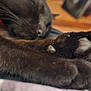 Nexus Nero Nox is registered to the contest to win money with this photo: black_cat, cat_paw, sleeping, close_up, indoor, fur, pet, animal, relaxation, cozy, soft, resting, paw_pads, whiskers, domestic_cat, feline, collar, blurred_background, warm_light, wood_floor