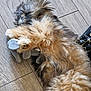 Haggis joined the competition — help win amazing prizes! dog, fluffy, toy, stuffed_animal, wooden_floor, pet, sleeping, lying_down, fur, paw, cozy, indoor, animal, cute, relaxed, playful, brown, black, white, home