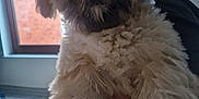 Haggis joined the competition — help win amazing prizes! dog, indoor, fluffy, pet, window, natural_light, furry, animal, closeup, face, paw, holding, shadow, light, cute, companion, domestic, soft, fur, cozy