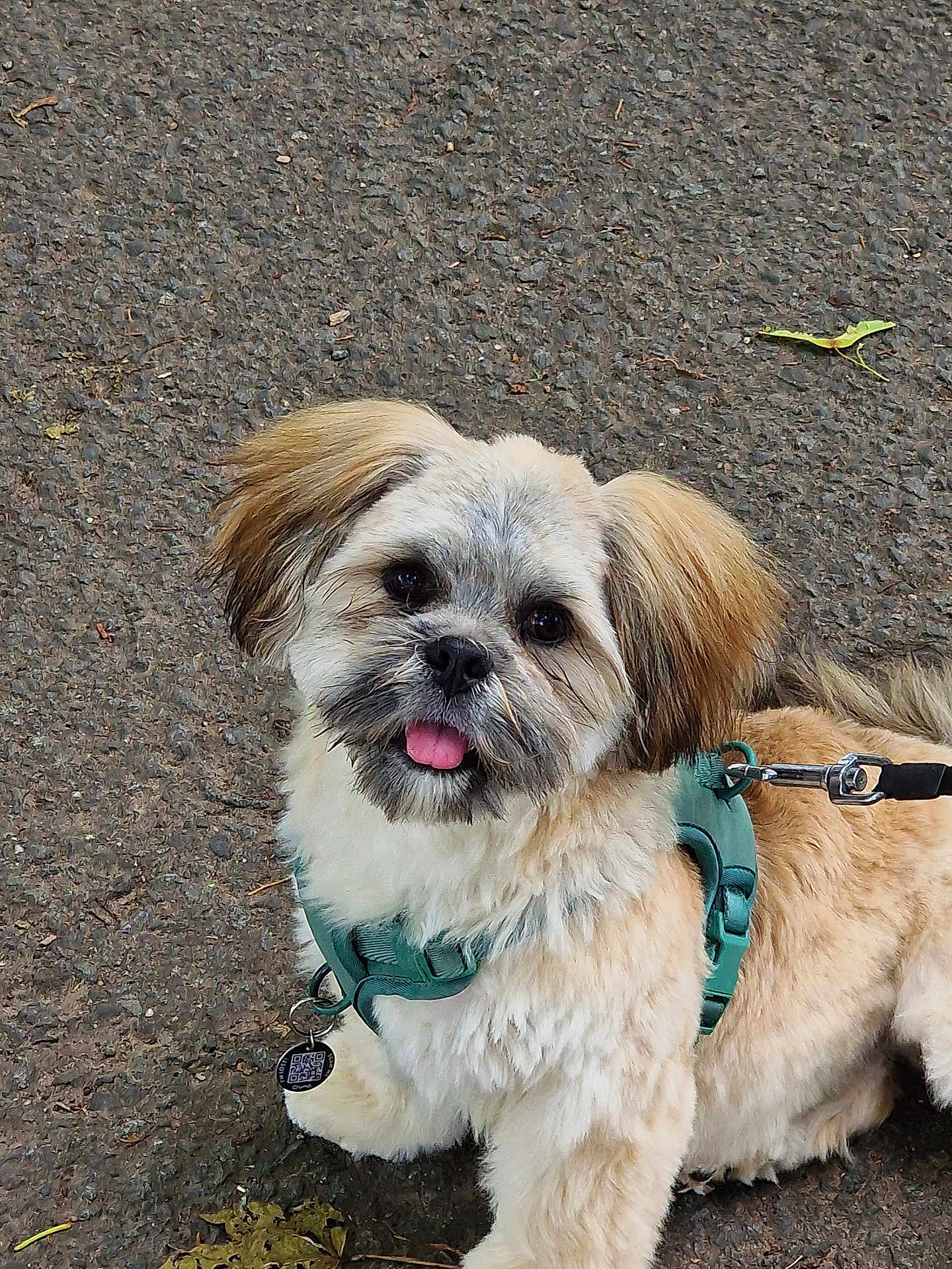 Haggis is registered to the contest to win money with this photo: dog, puppy, pet, fluffy, harness, leash, outdoor, pavement, tongue_out, cute, animal, mammal, walking, playful, friendly, small_dog, brown_fur, white_fur, looking_up, companion