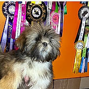 Haggis joined the competition — help win amazing prizes! dog, puppy, lhasa_apso, fluffy, award_ribbons, orange_wall, pet, indoor, portrait, furry, cute, animal, pet_awards, colorful, decor, celebration, face, fur, standing, background