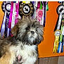 dog, puppy, lhasa_apso, fluffy, award_ribbons, orange_wall, pet, indoor, portrait, furry, cute, animal, pet_awards, colorful, decor, celebration, face, fur, standing, background
