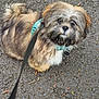 Haggis is registered to the contest to win money with this photo: dog, fluffy, brown_fur, white_fur, black_fur, teal_harness, leash, outdoor, asphalt, leaves, twigs, pet, cute, small_dog, sitting, looking_up, canine, animal, nature, walk