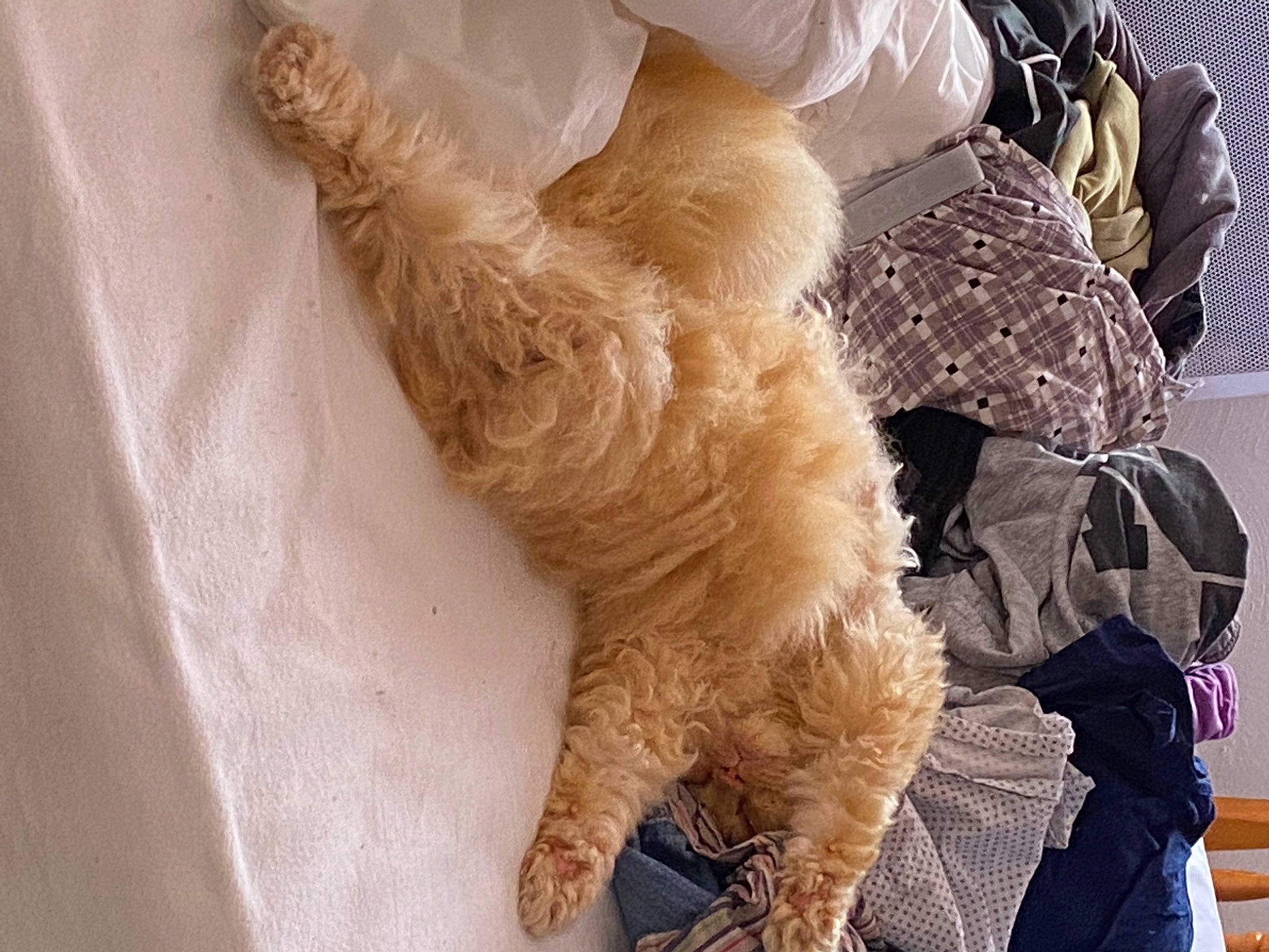 Jophiel a rejoint le concours — aidez-le/la à gagner de superbes lots ! bag, canidae, carnivore, claw, comfort, companion_dog, dog, dog_breed, fawn, felidae, fur, gesture, luggage_and_bags, paw, small_to_medium_sized_cats, snout, sporting_group, tail, whiskers, wood