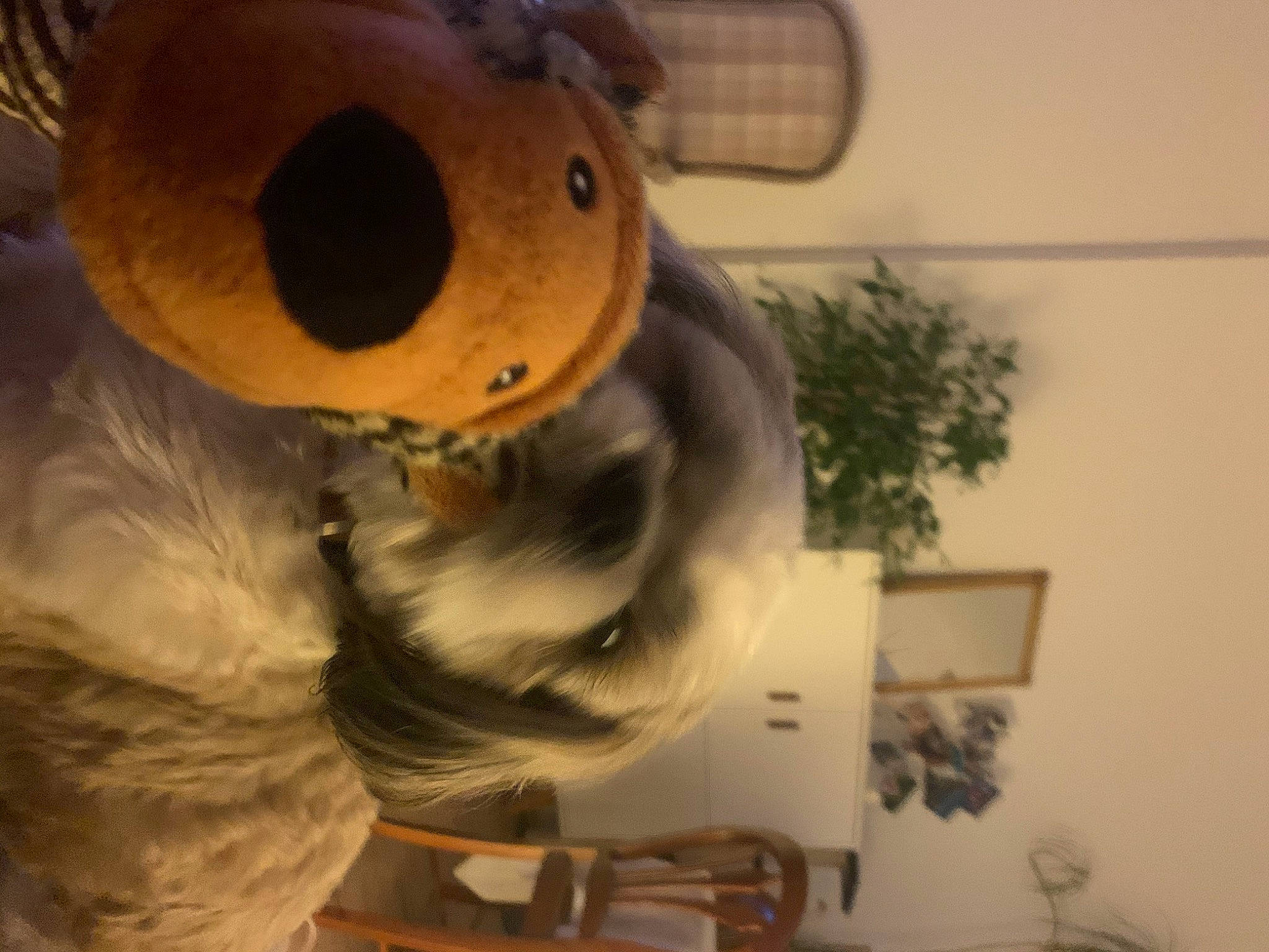 Suzie a rejoint le concours — aidez-le/la à gagner de superbes lots ! art, bear, event, fawn, fur, houseplant, mammal, mascot, plant, plush, room, snout, stuffed_toy, teddy_bear, terrestrial_animal, toy, whiskers