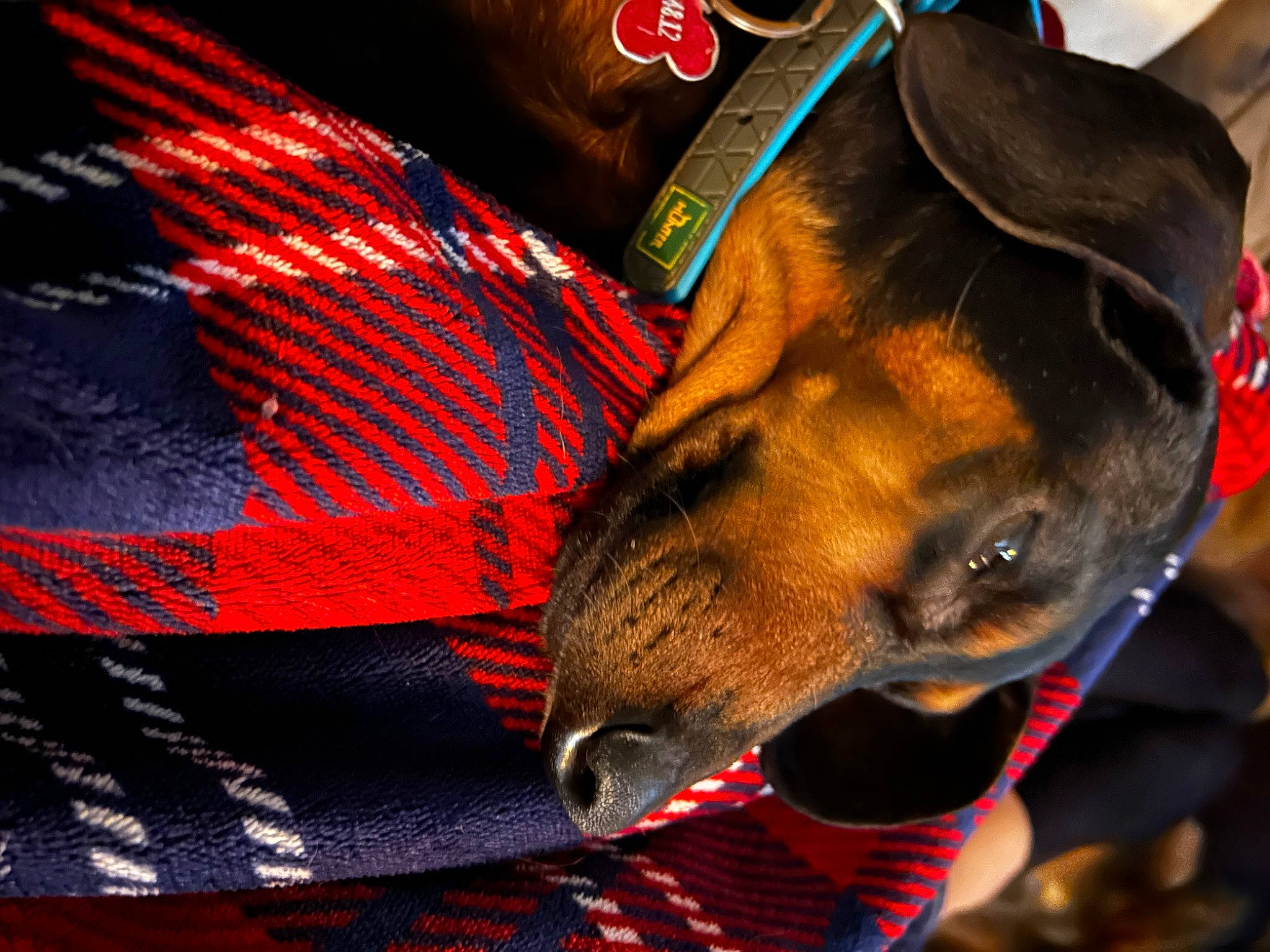 Muffin participe au concours pour gagner de l'argent avec cette photo : canidae, carnivore, collar, companion_dog, dog, dog_breed, dog_clothes, dog_collar, dog_supply, electric_blue, fashion_accessory, fawn, fur, guard_dog, hat, leash, pet_supply, snout, sporting_group, working_animal