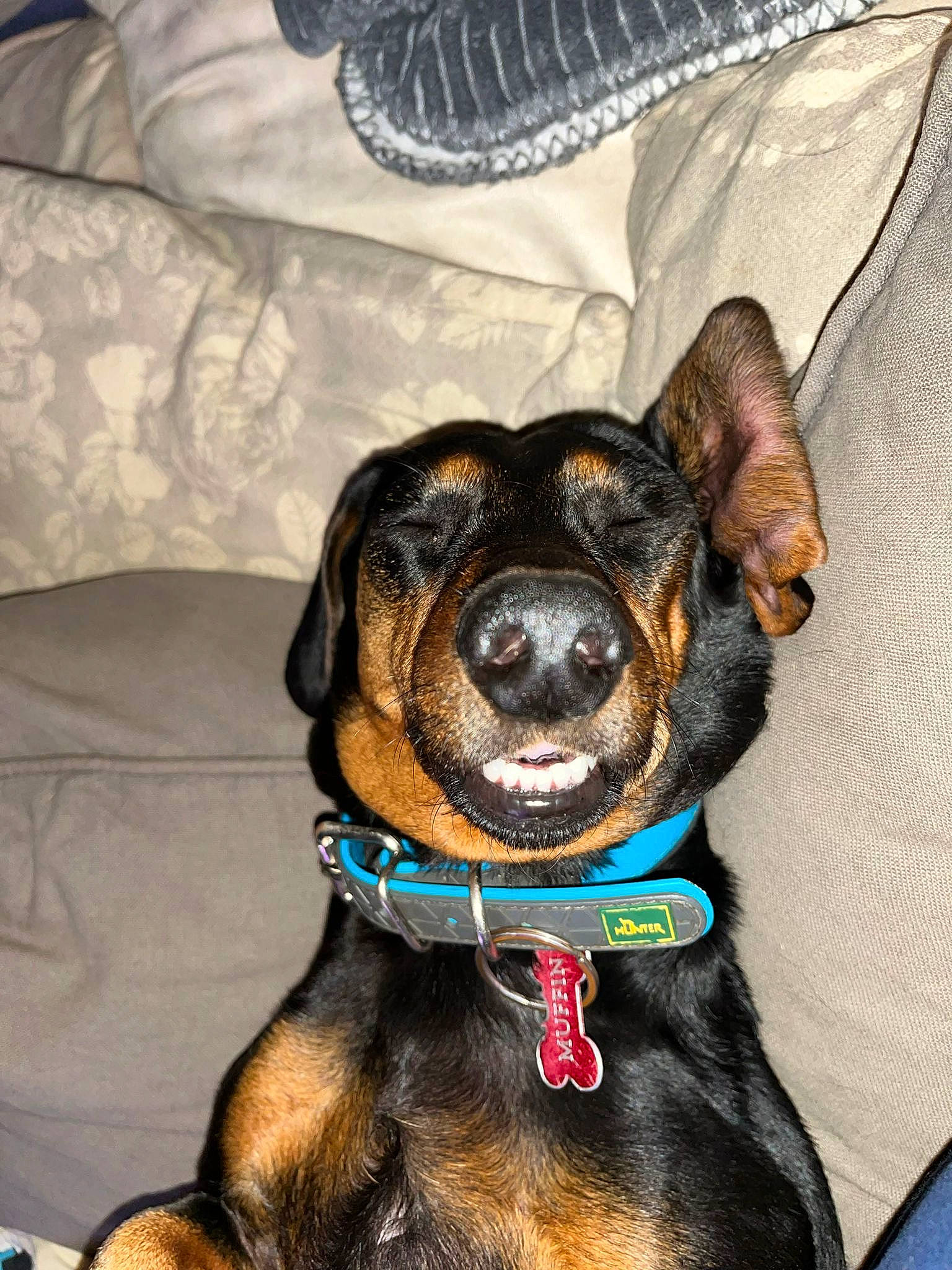 Muffin participe au concours pour gagner de l'argent avec cette photo : canidae, carnivore, collar, comfort, companion_dog, dog, dog_breed, dog_collar, dog_supply, ear, fawn, fur, guard_dog, leash, liver, pet_supply, sporting_group, whiskers, working_animal, working_dog