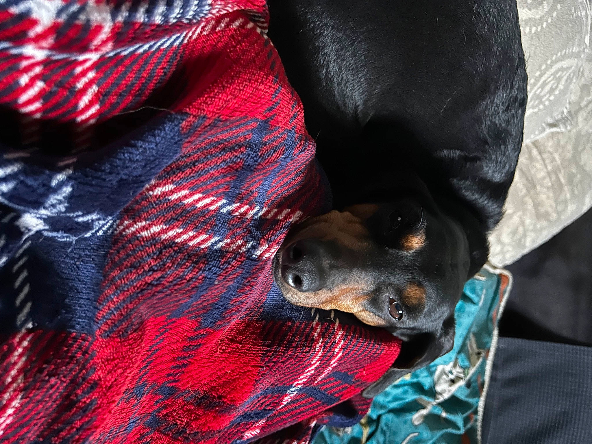 Muffin participe au concours pour gagner de l'argent avec cette photo : canidae, carmine, carnivore, collar, comfort, companion_dog, dog, dog_breed, electric_blue, fashion_accessory, fur, guard_dog, magenta, pattern, plaid, sleeve, sporting_group, tartan, toy_dog, working_animal