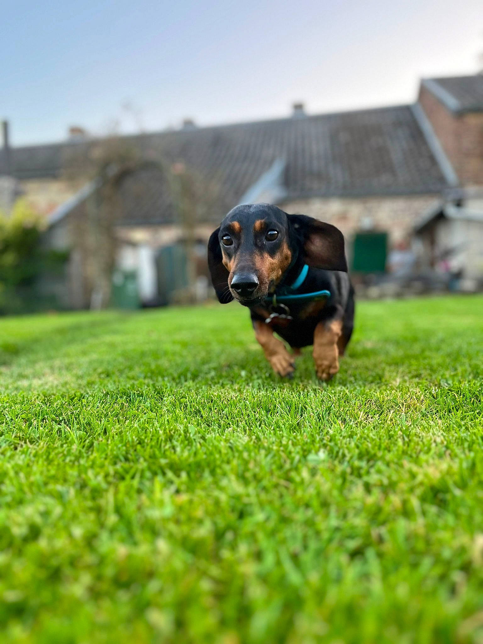 Muffin participe au concours pour gagner de l'argent avec cette photo : ball, building, canidae, carnivore, companion_dog, dog, dog_breed, field, grass, grass_family, grassland, meadow, pasture, plant, sky, snout, sporting_group, terrestrial_animal, window, working_animal