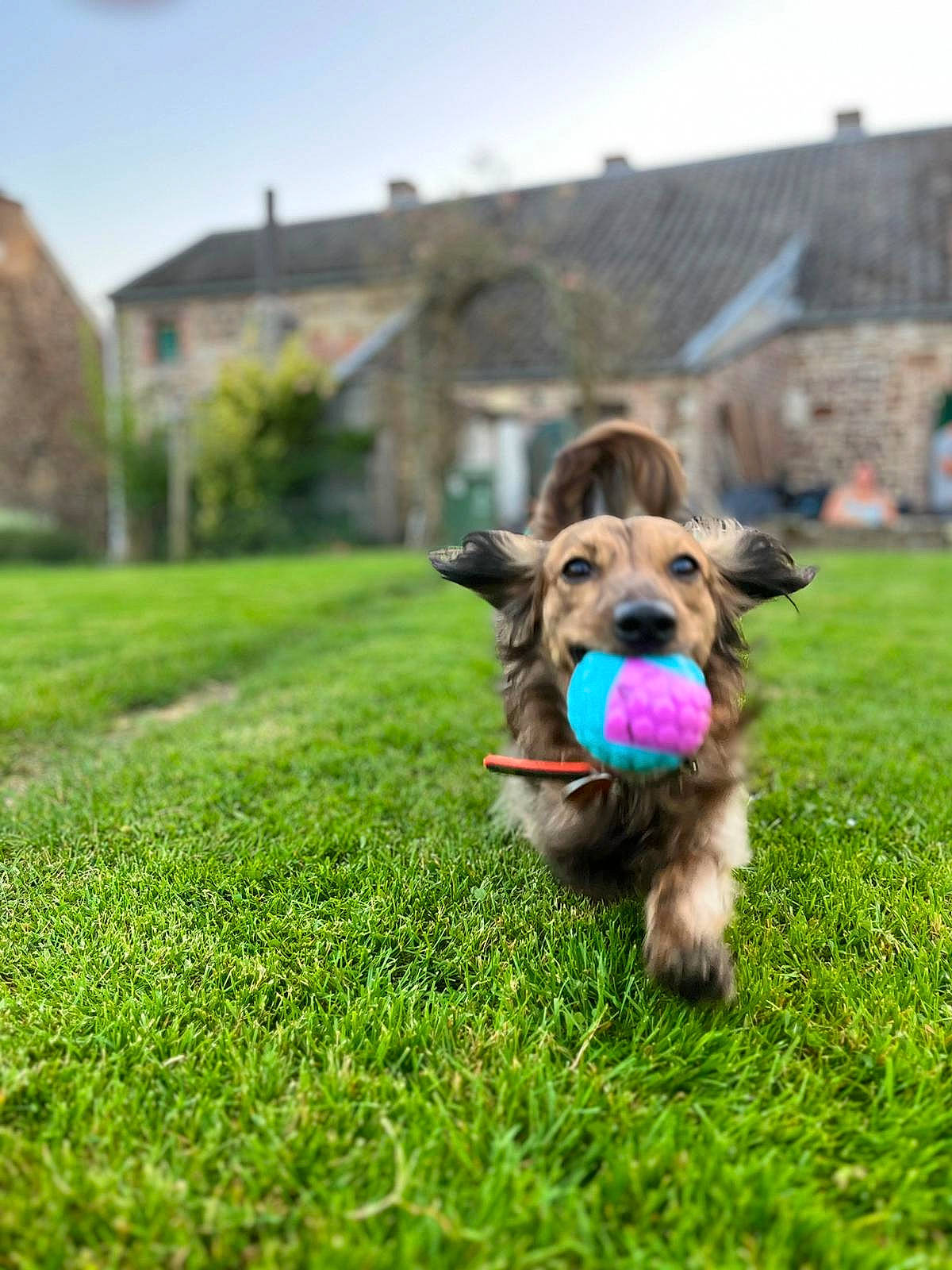 Cookies a rejoint le concours — aidez-le/la à gagner de superbes lots ! canidae, carnivore, cloud, collar, companion_dog, dog, dog_breed, dog_clothes, dog_collar, dog_supply, fawn, grass, grassland, leash, pet_supply, plant, sky, snout, sporting_group, tree