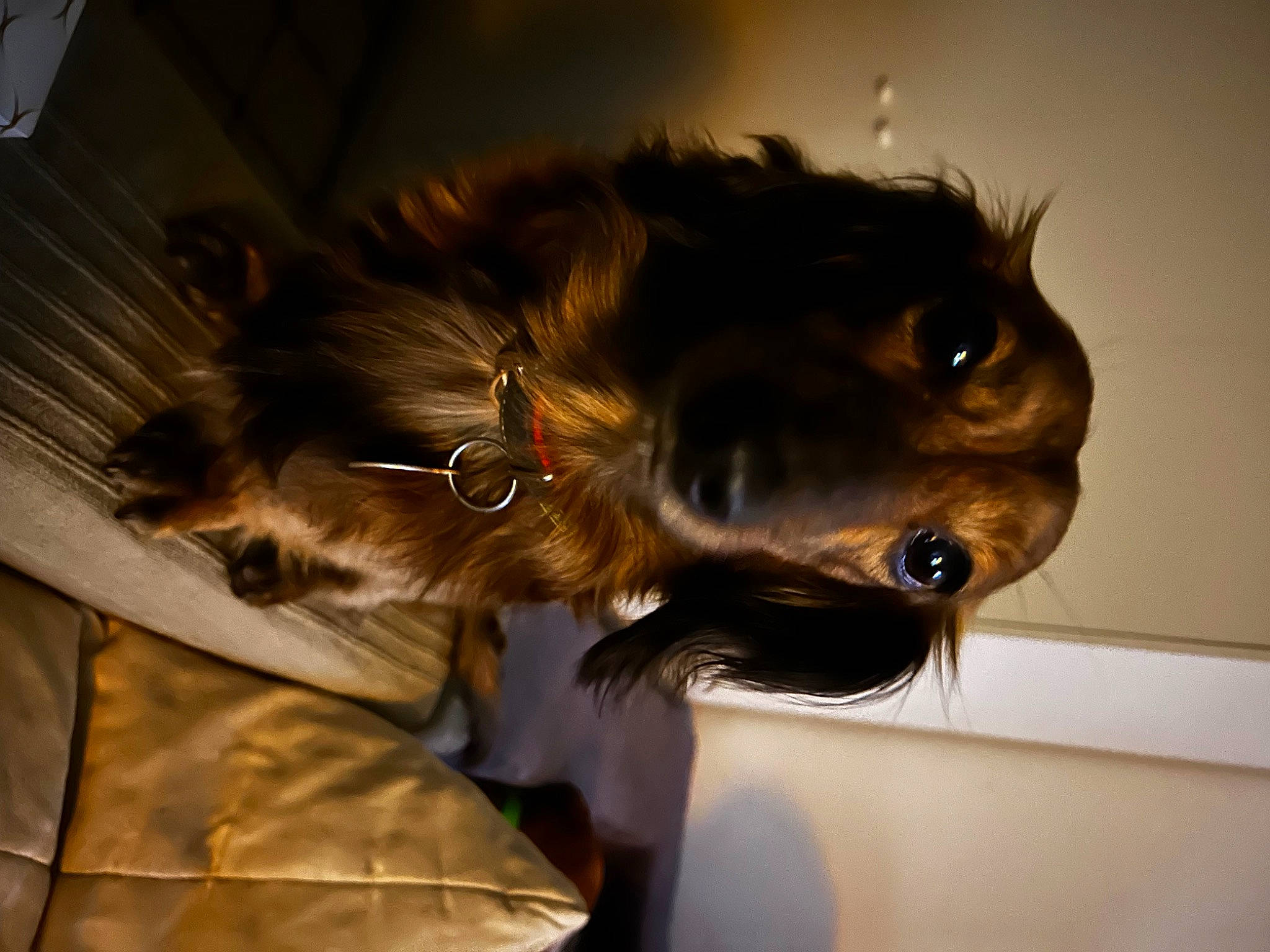 Cookies participe au concours pour gagner de l'argent avec cette photo : canidae, carnivore, claw, companion_dog, dog, dog_breed, ear, fawn, felidae, fur, guard_dog, liver, mammal, small_to_medium_sized_cats, snout, sporting_group, toy_dog, vertebrate, whiskers, working_animal