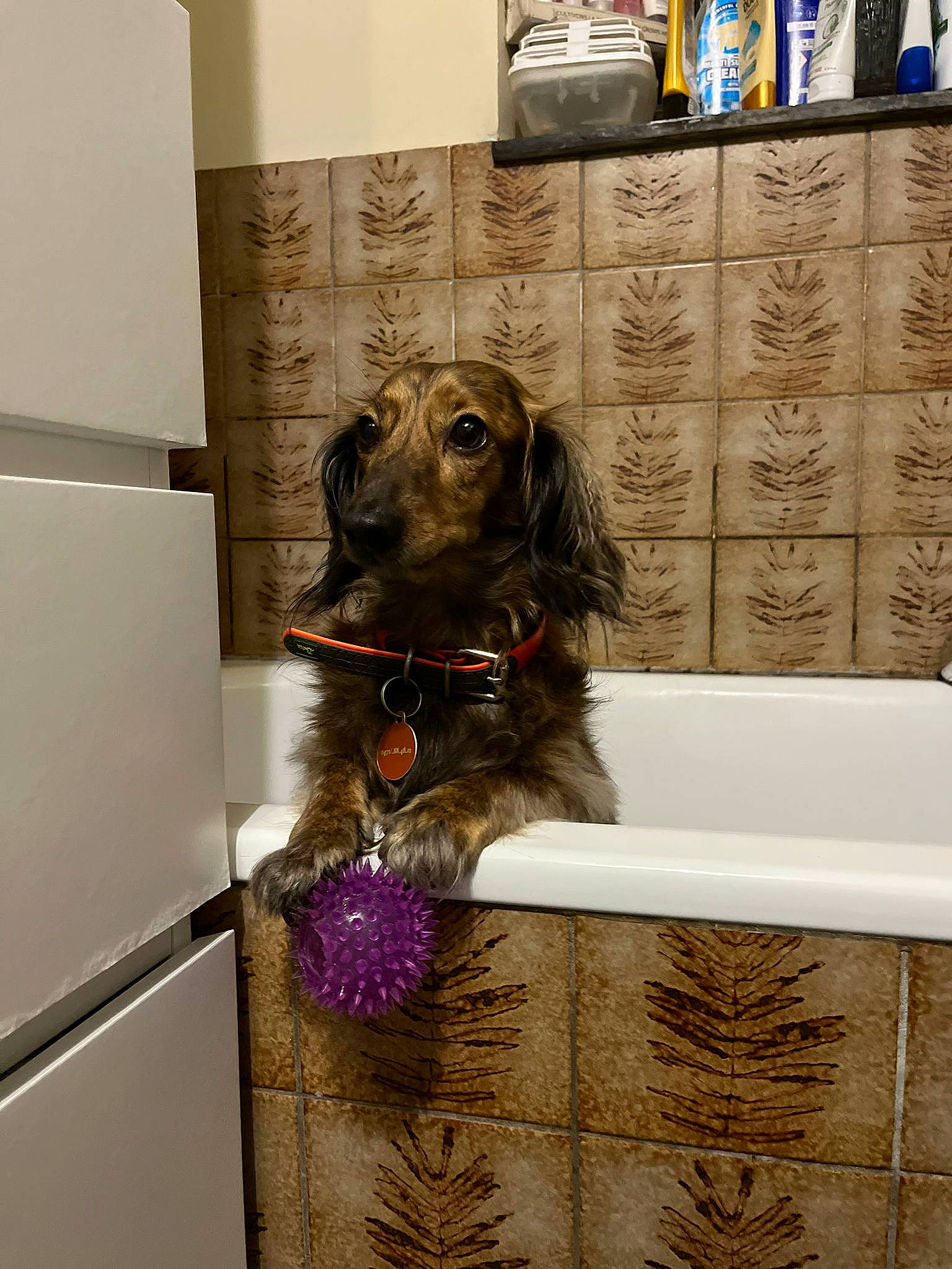 Cookies a rejoint le concours — aidez-le/la à gagner de superbes lots ! art, bathtub, canidae, carnivore, companion_dog, dog, dog_breed, dog_supply, fawn, flooring, fur, liver, pet_supply, rectangle, room, shelving, sporting_group, tile, water_dog, working_animal