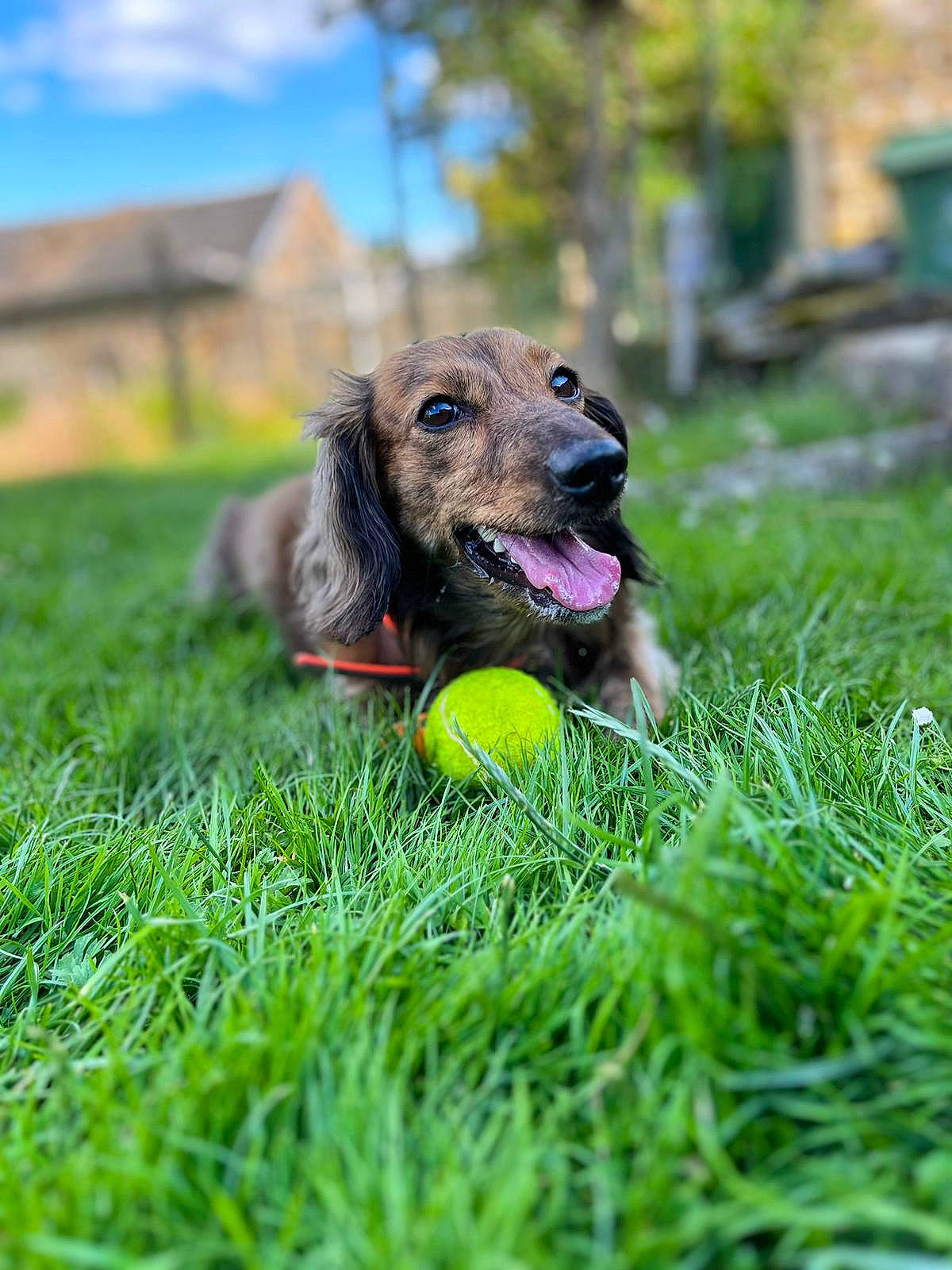 Cookies a rejoint le concours — aidez-le/la à gagner de superbes lots ! ball, canidae, carnivore, cloud, collar, companion_dog, dog, dog_breed, fawn, grass, grassland, happy, lawn, pasture, plant, sky, snout, sporting_group, toy, tree
