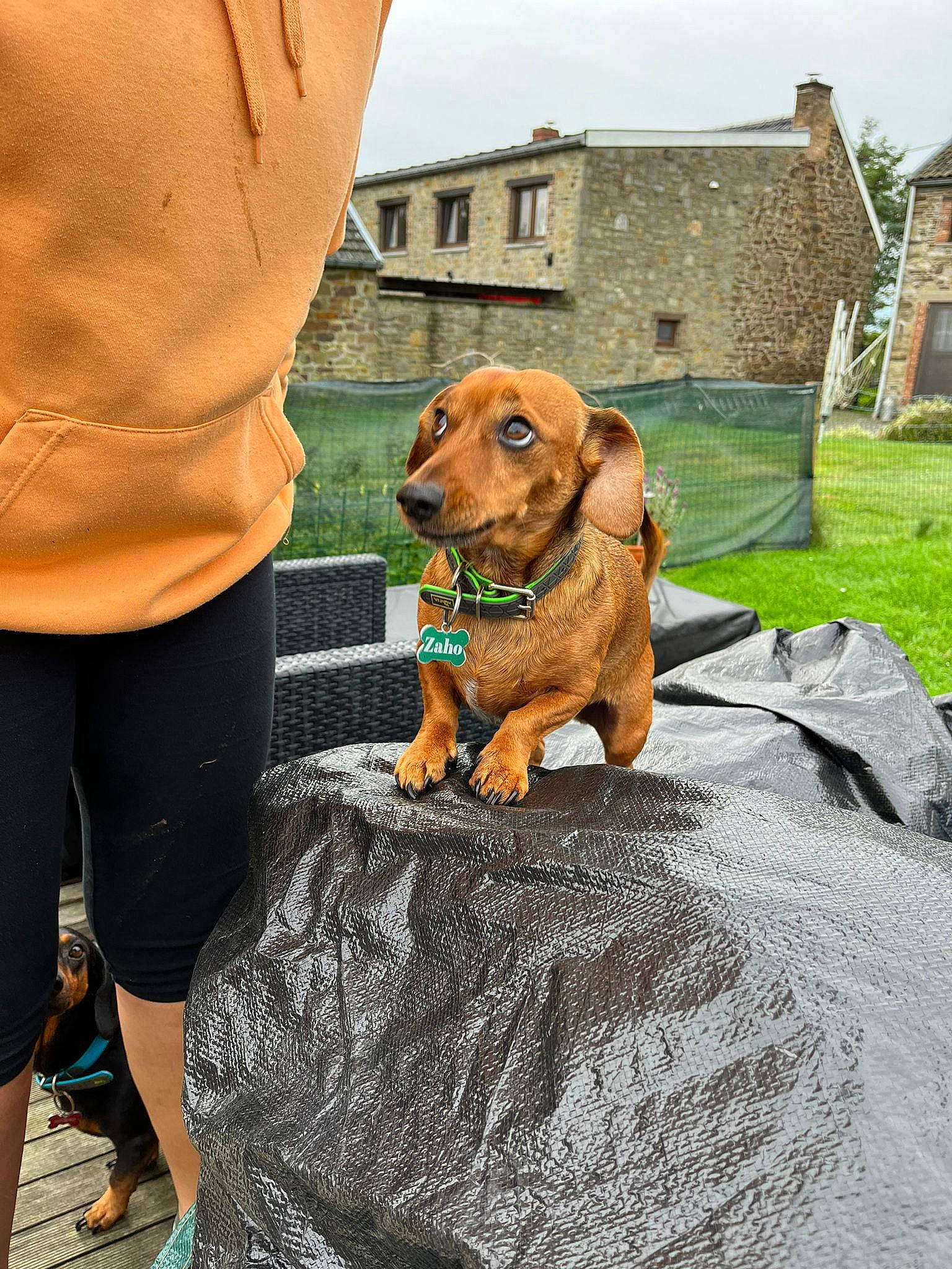 Zaho a rejoint le concours — aidez-le/la à gagner de superbes lots ! building, carnivore, collar, companion_dog, dog, dog_breed, dog_collar, dog_supply, fashion_accessory, fawn, grass, human_leg, liver, pet_supply, plant, sky, snout, sporting_group, window, working_animal