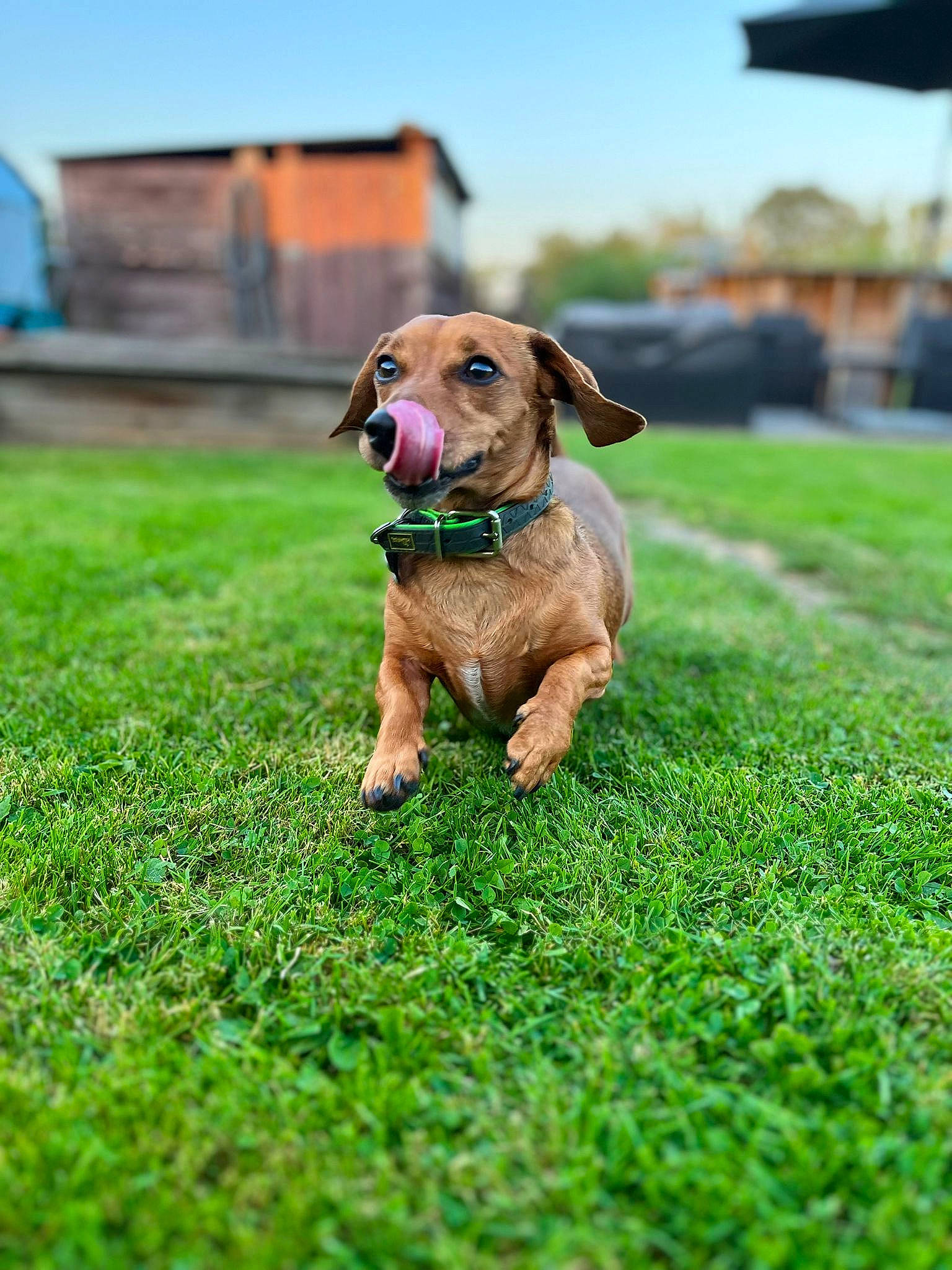 Zaho participe au concours pour gagner de l'argent avec cette photo : canidae, carnivore, companion_dog, dog, dog_breed, dog_collar, fawn, glasses, grass, grassland, groundcover, gun_dog, lawn, liver, plant, sky, snout, sporting_group, spring, working_animal