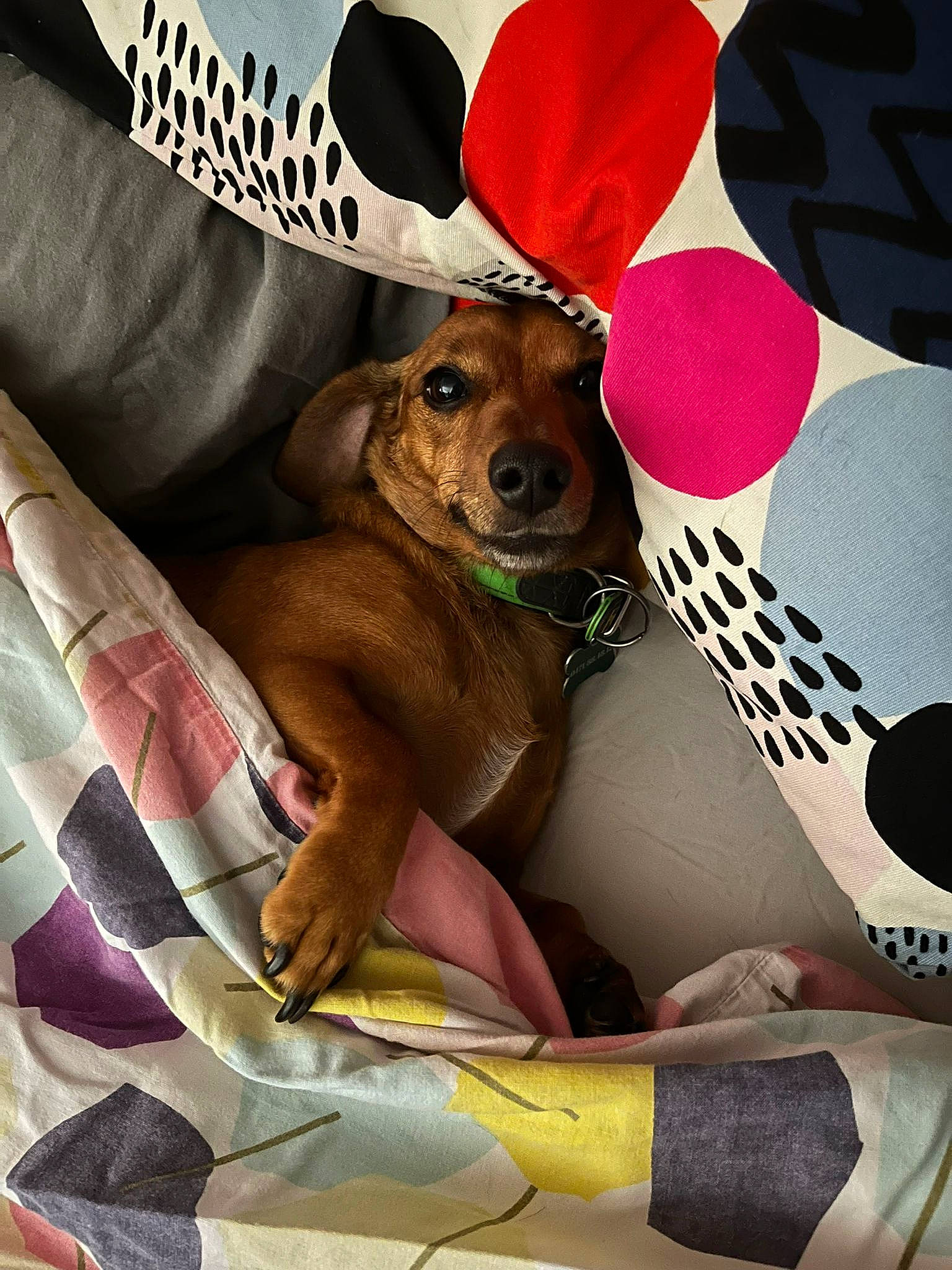 Zaho a rejoint le concours — aidez-le/la à gagner de superbes lots ! canidae, car_seat, car_seat_cover, carmine, carnivore, collar, comfort, companion_dog, dog, dog_breed, dog_clothes, dog_supply, fawn, linens, pattern, pet_supply, snout, sporting_group, textile, working_animal