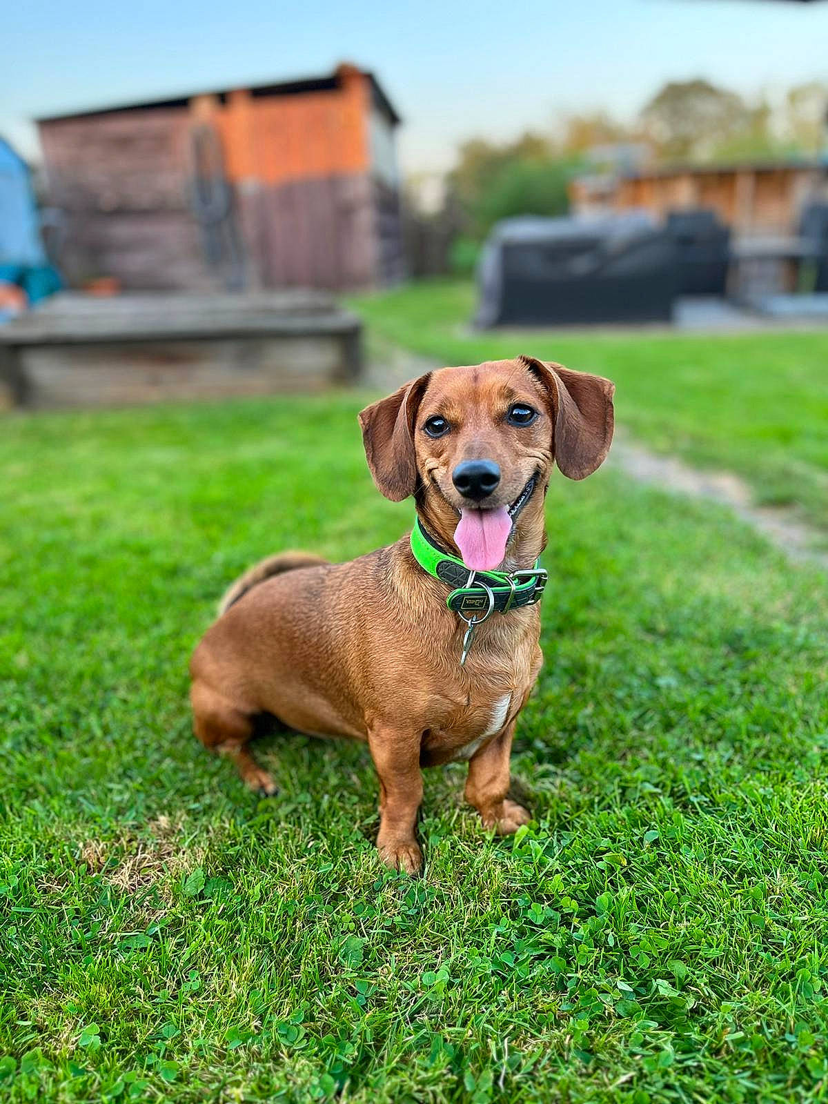 Zaho a rejoint le concours — aidez-le/la à gagner de superbes lots ! canidae, carnivore, collar, companion_dog, dog, dog_breed, dog_collar, dog_supply, fawn, grass, gun_dog, liver, pet_supply, plant, sky, snout, sporting_group, tail, working_animal, working_dog