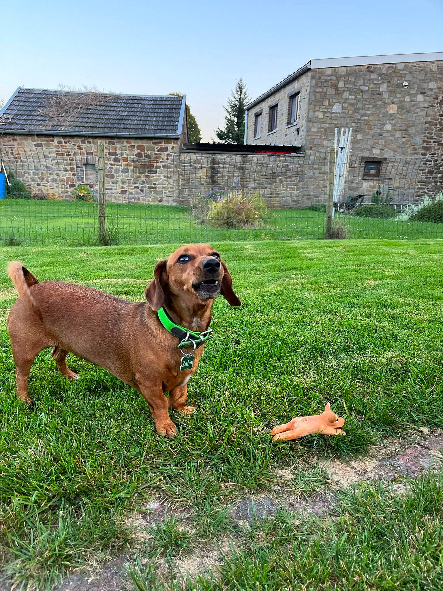 Zaho a rejoint le concours — aidez-le/la à gagner de superbes lots ! building, carnivore, collar, companion_dog, dog, dog_breed, dog_collar, dog_supply, fawn, grass, house, liver, pasture, pet_supply, plant, sky, sporting_group, tree, window, working_animal