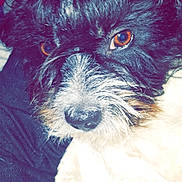 Kaly participe au concours pour gagner de l'argent avec cette photo : affenpinscher, cairn_terrier, carnivoran, companion_dog, dog, dog_breed, dog_breed_group, dog_like_mammal, fur, havanese, miniature_schnauzer, morkie, puppy, schnoodle, shih_tzu, snout, terrier, vulnerable_native_breeds, whiskers