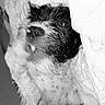 Kaly a rejoint le concours — aidez-le/la à gagner de superbes lots ! black, black_and_white, carnivoran, cockapoo, dog, dog_breed, dog_like_mammal, ear, eye, fur, monochrome, monochrome_photography, nose, paw, petit_basset_griffon_vendeen, puppy, schapendoes, schnoodle, snout, whiskers