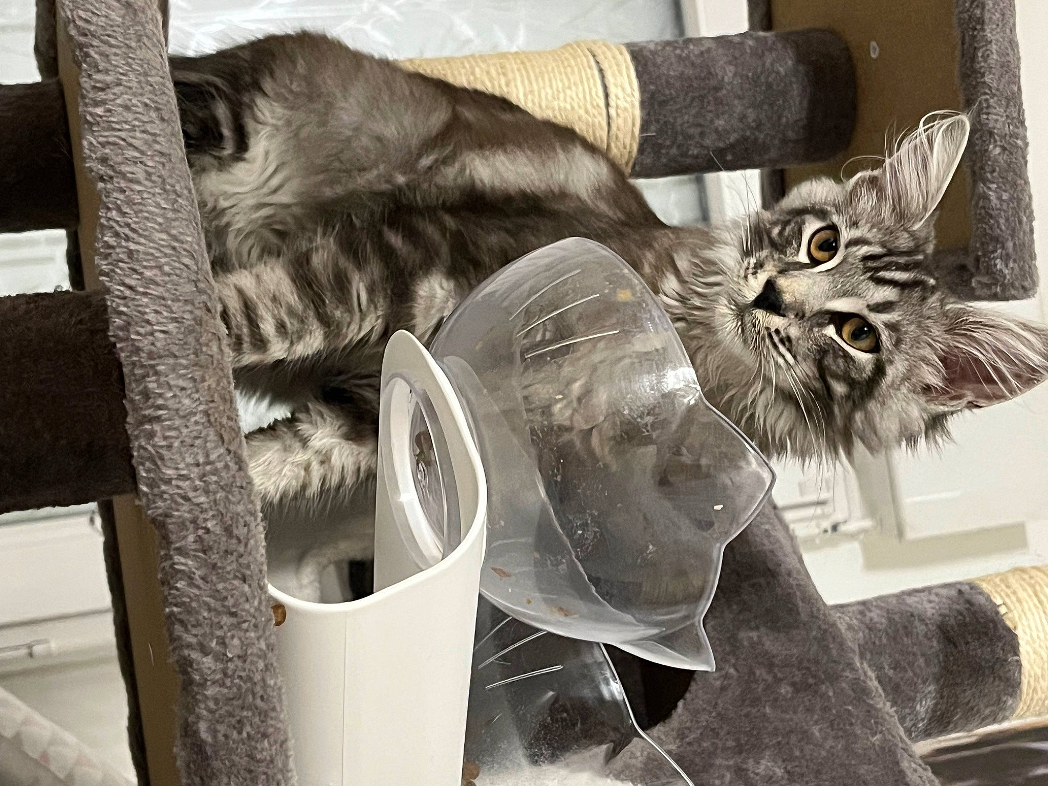 Ulyss participe au concours pour gagner de l'argent avec cette photo : black_cat, carnivore, cat, cat_supply, claw, comfort, domestic_short_haired_cat, felidae, fur, grey, monochrome, monochrome_photography, paw, room, sitting, small_to_medium_sized_cats, tail, whiskers, window