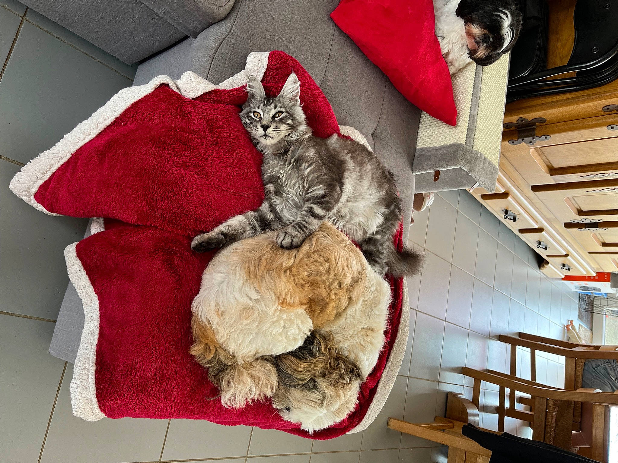 Ulyss a rejoint le concours — aidez-le/la à gagner de superbes lots ! bag, carnivore, cat, comfort, domestic_short_haired_cat, felidae, fur, grey, linens, pattern, paw, room, shelf, shelving, small_to_medium_sized_cats, tail, thread, whiskers, wood, wool