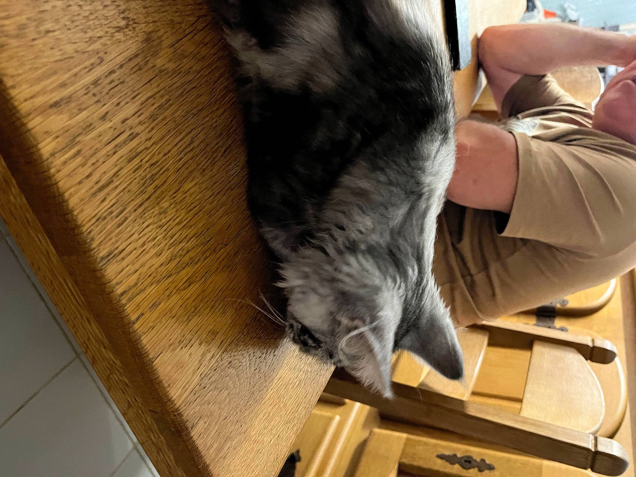 Ulyss participe au concours pour gagner de l'argent avec cette photo : canidae, carnivore, cat, claw, comfort, dog_breed, domestic_short_haired_cat, felidae, flooring, fur, hardwood, human_leg, plank, small_to_medium_sized_cats, snout, sporting_group, tail, whiskers, wood, wood_stain