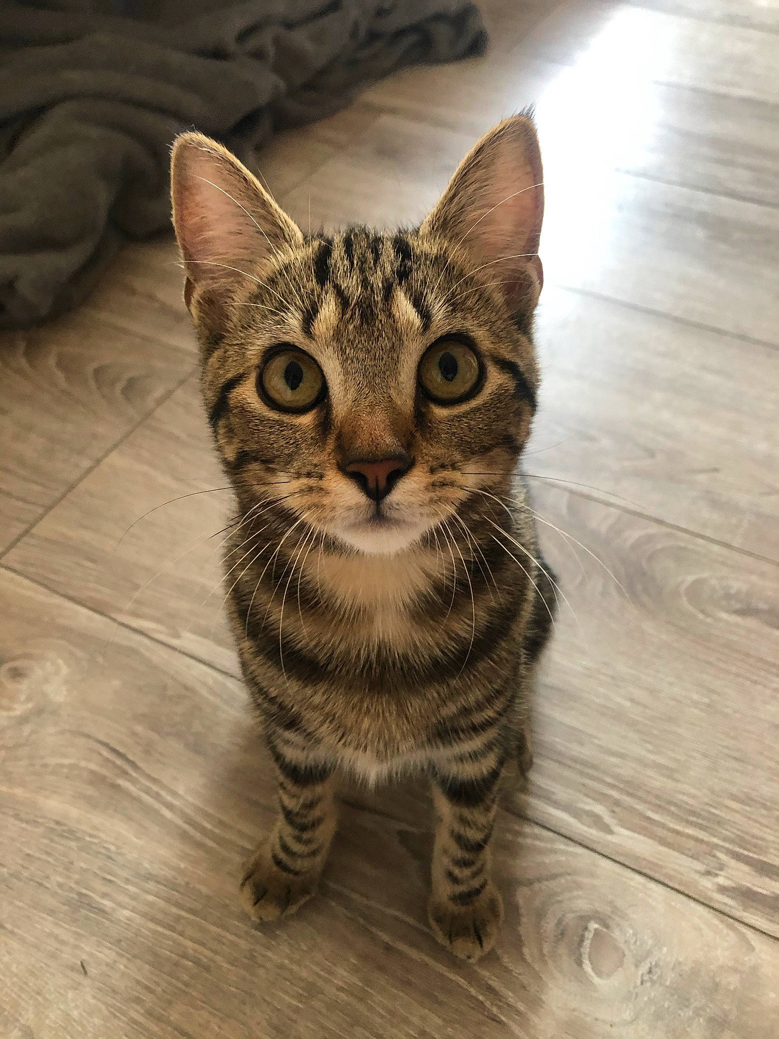 Nala participe au concours pour gagner de l'argent avec cette photo : carnivore, cat, domestic_short_haired_cat, felidae, flooring, fur, hardwood, paw, plank, sitting, small_to_medium_sized_cats, snout, terrestrial_animal, tile_flooring, varnish, whiskers, wildlife, wood, wood_flooring, wood_stain