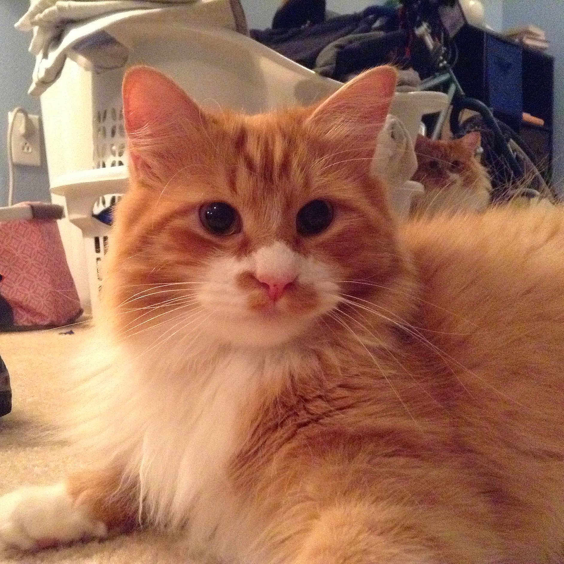 Trish Farrar is registered to the contest to win money with this photo: