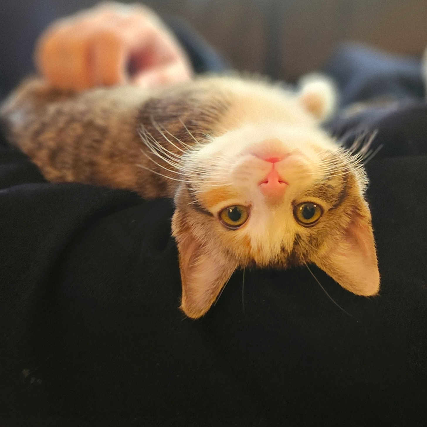 Luna is registered to the contest to win money with this photo: animal, black_background, cat, closeup, cozy, curious, eyes, fur, hand, human, indoor, pet, pink_nose, portrait, relaxed, resting, soft_light, tabby, upside_down, whiskers